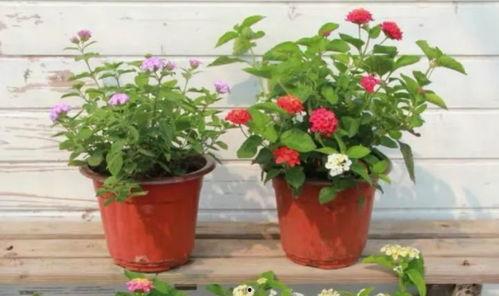 北京王哥爆料视频最新,揭秘事件背后惊人真相!” 第2张 北京王哥爆料视频最新,揭秘事件背后惊人真相!” 第2张