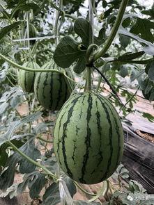 诸暨吃瓜网红是谁啊,网络红人的崛起与影响力 第3张 诸暨吃瓜网红是谁啊,网络红人的崛起与影响力 第3张